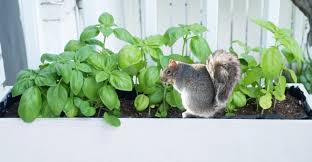Do you have squirrel damage in your garden? How To Keep Squirrels Out Of Your Garden Motion Sensor Sprinklers