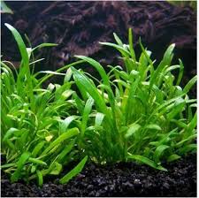 Image result for Mitrasacmopsis