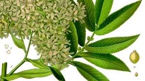 Image result for Hagenia abyssinica