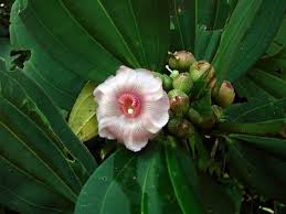 Image result for Bellucia