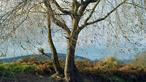 Image result for Goat Willow