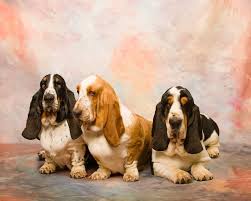We have 3 tri girls available. Basset Hound Breeder In North Carolina Lowdown Love Hound Puppies Basset Hound Dog Basset Hound Breeders