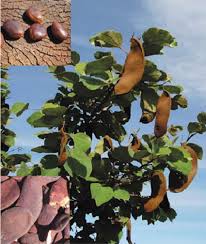 Image result for Piliostigma thonningii