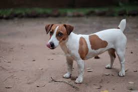 In fact, there are three different coat textures that are common in the breed including smooth, rough, and broken. How Best To Groom A Jack Russell Professional Tips Groomers Uk