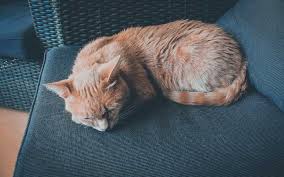 Leather is also a very good choice for a pet friendly upholstery fabric. These Are The Best Fabrics For Pet Owners Daily Things