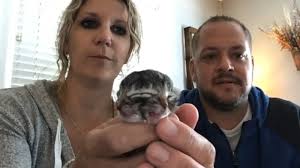 We sometimes have curled eared kittens and kittens with normal toes too. Kitten Born With Two Faces In Oregon Named Biscuits And Gravy Abc7 New York