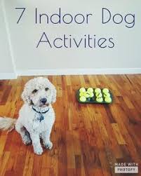 7 Indoor Dog Activities Great For Rainy Fall And Winter Days Fun Ideas To Keep Your Puppy Stimulated And Having Fun I Dog Activities Indoor Dog Dog Exercise