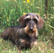 Dachshund, wire haired dachshund, long haired dachshund. Wire Haired Dachshund Photograph By Jeanne White