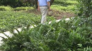 Fedex direct to your home · healthy, mature plants · free shipping over $99. Holly Fern Plant Cyrtomium Falcatum Ferns Shady Walkways Youtube