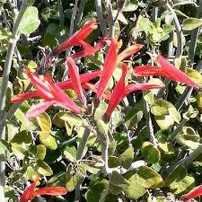 Image result for Justicia striolata