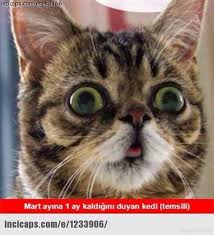 Saglikli Yiyecek Kor Yerlesmek 14 Subat Kedi Caps Alemdarsondaj Com