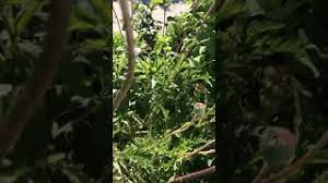 8 steps for healthy rose bushes. Cutting Back Oriental Poppies Youtube