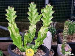 Image result for Euphorbia persistentifolia