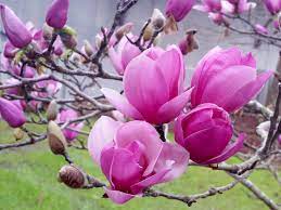From wikimedia commons, the free media repository. Saucer Magnolia Blooms Herald Arrival Of Spring Mississippi State University Extension Service Magnolia Flower Saucer Magnolia Magnolia Blooms