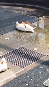 Bird Bouncing Golf Ball On Concrete I Firmly Believe That I Am The Coolest One Video Funny Animals Cute Baby Animals Animals Beautiful