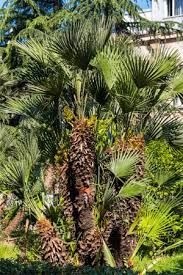 Zone 10 is best, though in warmer areas of zone 9b that border 10a, you can use an areca in a. 9 Types Of Palm Trees That Thrive In Warm Climates Bob Vila