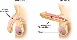 And i love a thick vein down the shaft, so you can see it's really hard. Dr Pete S Health Secrets How To Have A Healthy Penis And Sex Life
