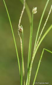 Image result for Isolepis prolifera