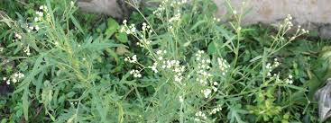 Image result for Parthenium