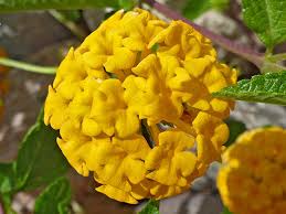 Image result for Lantana camara
