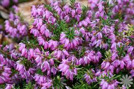 They are blooming profusely right now. Erica X Darleyensis Darley Dale Winter Heath