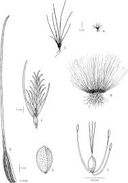 Image result for Cyperus cuspidatus