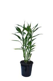 Image result for Dracaena sanderiana
