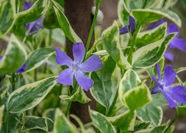 Buy purple plants online at bestseedsonline.com. 19 Types Of Flowering Ground Covers