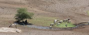 Tackling Climate Change Through Livestock Climate Change Environmental Degradation Climates