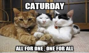 Pet Refuge - It's Caturday! Share a picture of your cat below! ⬇️⬇️ |  Facebook