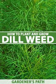 Dill delivers the leaf quickly given the right conditions—and the range is broad—dill grows fast. How To Plant And Grow Dill Gardener S Path