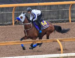 メイショウタバル 武豊とのコンビで凱旋門賞参戦を視野