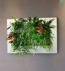 Livepicture Pflanzenbild 70 X 70 Cm Im Greenbop Online Shop Kaufen Pflanzen Wandgarten Coole Zimmerpflanzen
