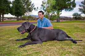 Canine boasts 90,000 facebook fans and has also been a guest on oprah. World S Tallest Dog Giant George Dies Daily Record