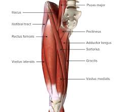 Like the forearm, the upper leg, or thigh, has a dense arrangement of many muscles. Thigh Concise Medical Knowledge
