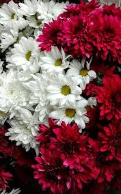 Pin By Valeri Lera On Flowers In 2020 Beautiful Flowers Images Beautiful Flowers Photos South African Flowers