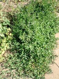 Image result for Polygonum aviculare