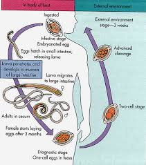 Image result for Whipworm