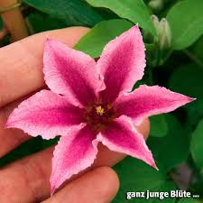 » view all varieties of clematis. Clematis Ooh La La Boulevard Im Ca 17 Cm Topf Online Kaufen Bei Gartner Potschke