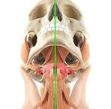 Ist der erste halswirbel, der atlaswirbel, verschoben, kann er migräne auslösen. Atlaskorrektur Therapeutics Team