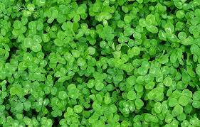 Clover or trefoil are common names for plants of the genus trifolium (latin, tres three + folium leaf), consisting of about 300 species of flowering plants in the legume or pea family fabaceae originating in europe. Curious Questions Why Are Four Leaf Clovers Lucky Country Life