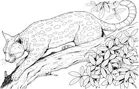 Scroll down the page to see all of our printable cat pictures. African Leopard Coloring Novocom Top
