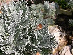Image result for Euryops subcarnosus