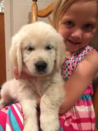 Akc English Cream Golden Retrievers Cottonfields Golden Retrievers
