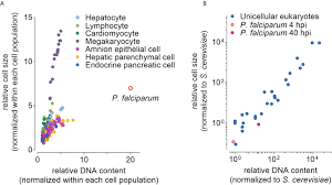 Check spelling or type a new query. Frontiers Plasmodium Reproduction Cell Size And Transcription How To Cope With Increasing Dna Content Cellular And Infection Microbiology