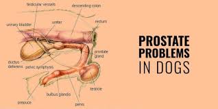 One of the most affecting problems with prostate cancer in dogs is that it can be asymptomatic. Prostate Problems In Dogs Hypertrophy Prostatitis Cancer Cysts