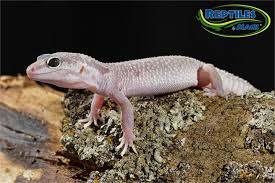There are so many exciting images on the internet of gorgeous and unique animals that many of us get bitten by the breeding bug. Leopard Gecko Care Sheet Reptiles By Mack