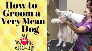Process of making neat and attractive. Grooming A Mean Dog Youtube