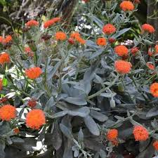 Image result for Tinnea galpinii