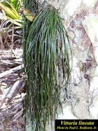 Image result for Vittaria